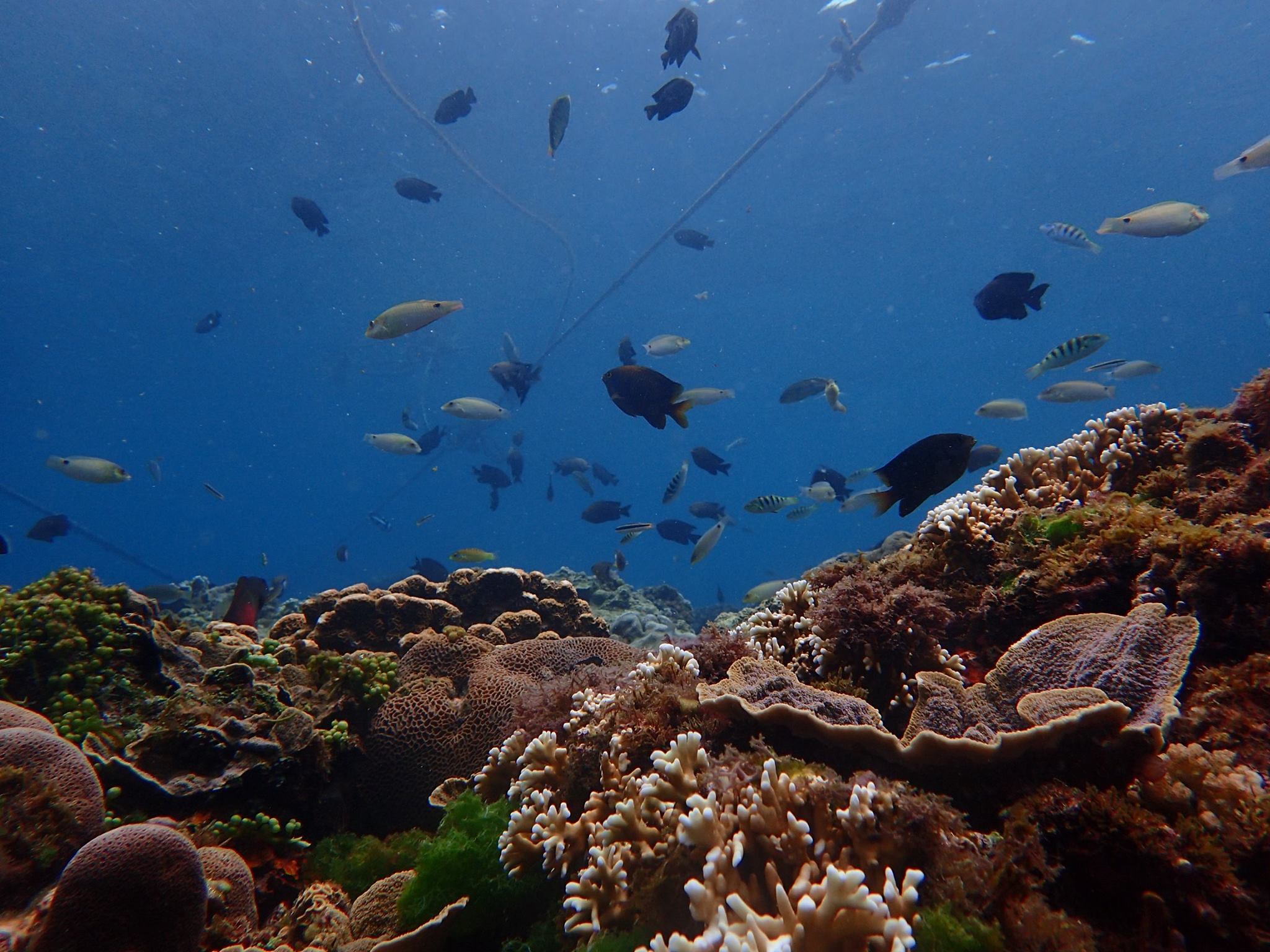 ©益大浮潛所有 墾丁後壁湖水中可愛的魚兒